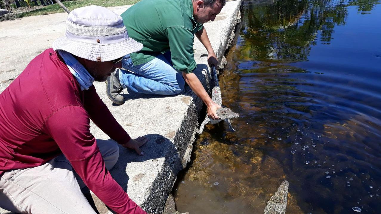 Foreign Funds for Endangered Cuban Crocodiles and Polymite Snails in the Midst of the Environmental Crisis