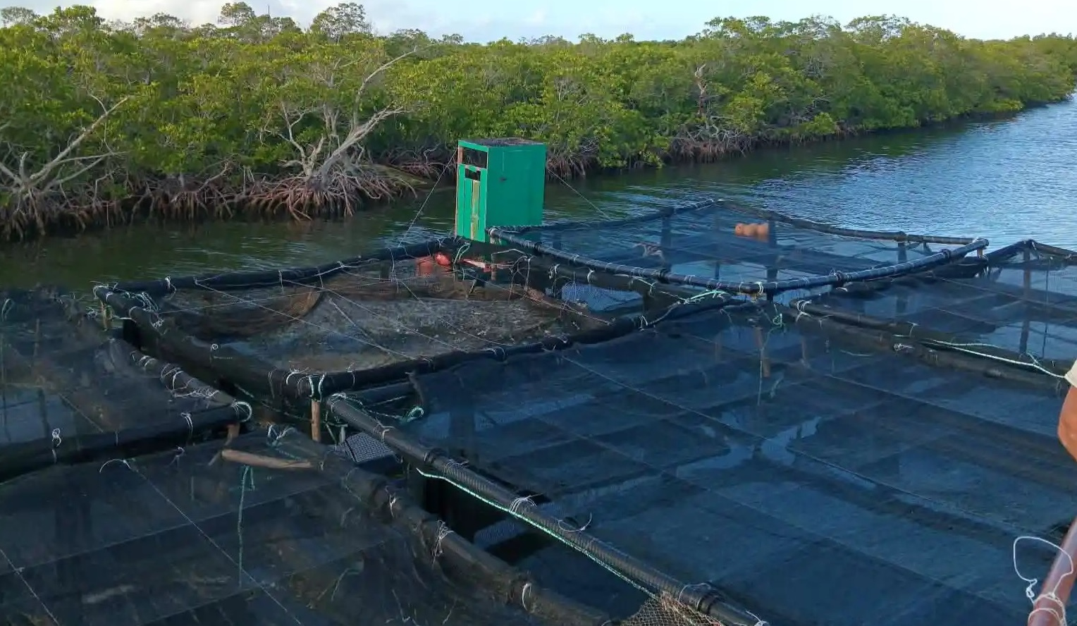 Los vietnamitas intentan reanimar la producción de langostas en Cuba