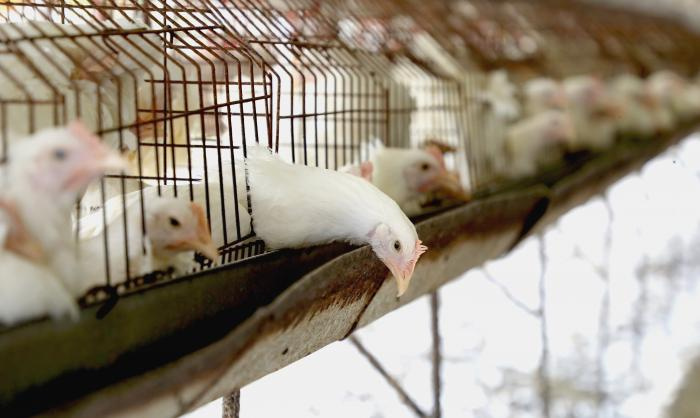 Por la crisis de combustible, las gallinas se quedan sin pienso y la población sin huevos