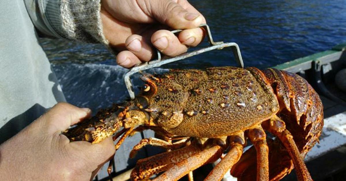 Despliegue de medios para la langosta cubana destinada a la exportación