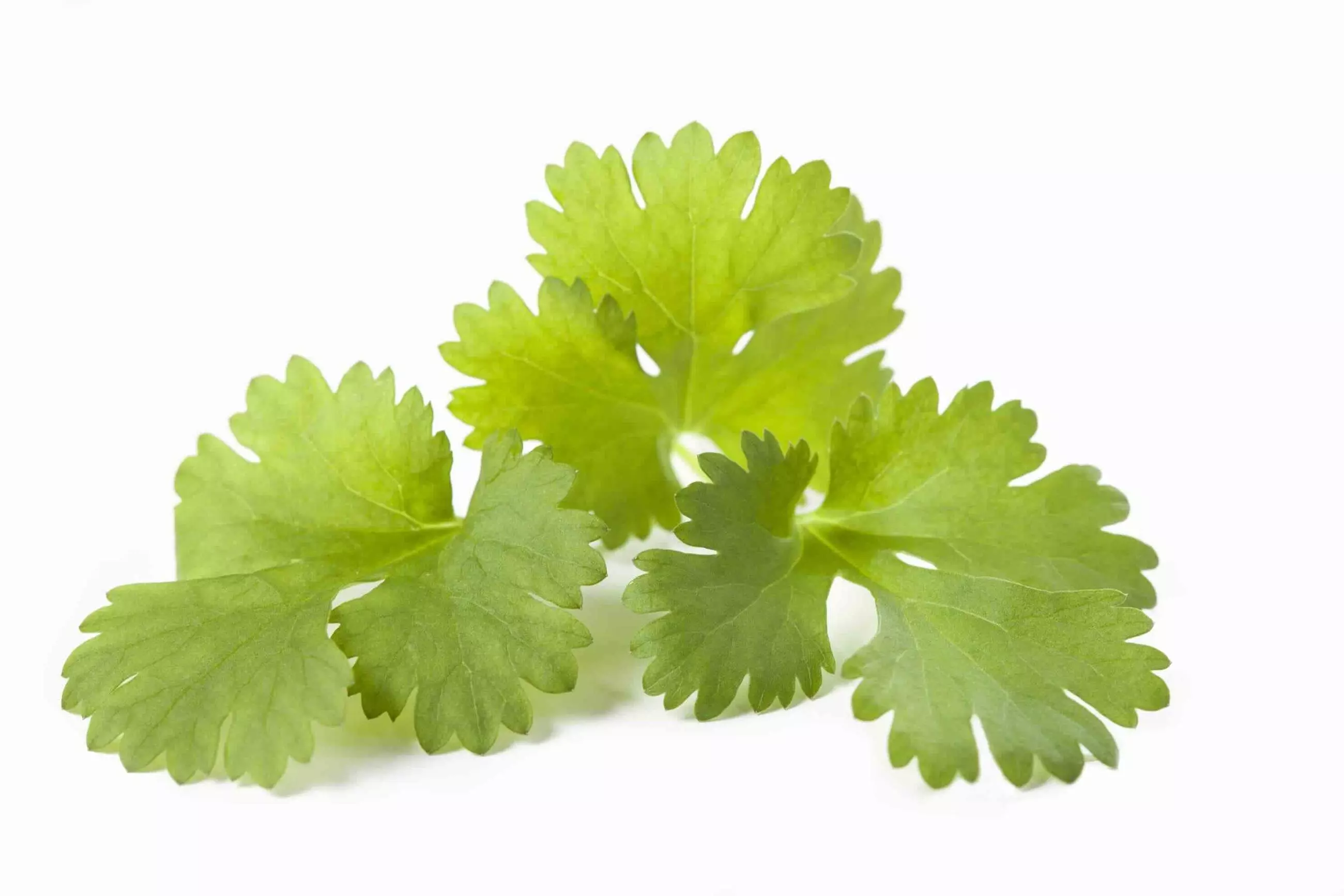 Cilantro