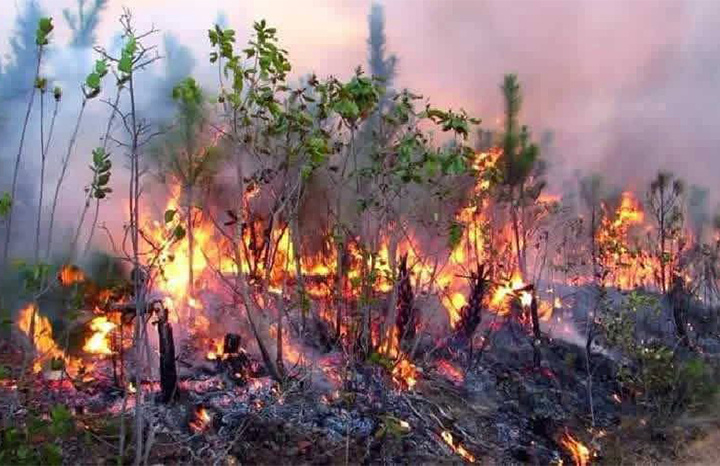 Tras nueve días, controlan el incendio que arrasó 1.700 hectáreas de bosque en Pinar del Río