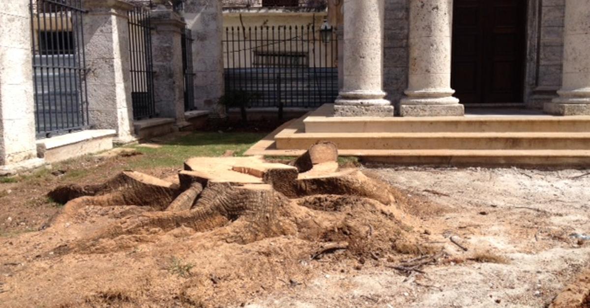 La ceiba del Templete le dice adiós a La Habana